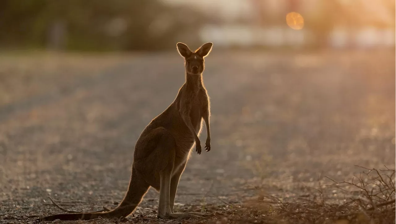 Stop alla caccia ai canguri: in Australia partono gli appelli dopo gli incendi