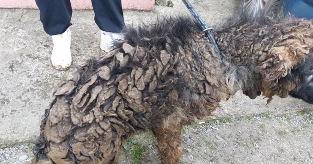 Cork Dog Breeder Faces Jail Sentence for Neglecting Dogs and Puppies