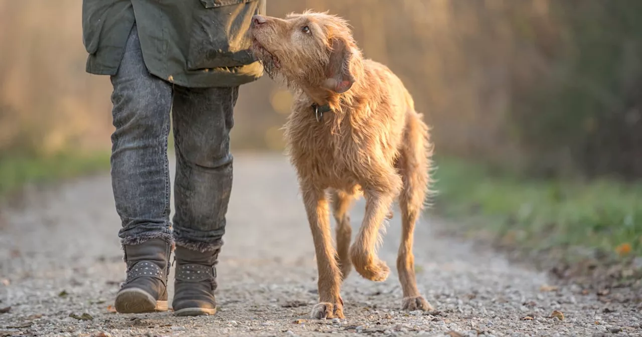 Dog Walking Offers Seniors Health Benefits, Study Finds