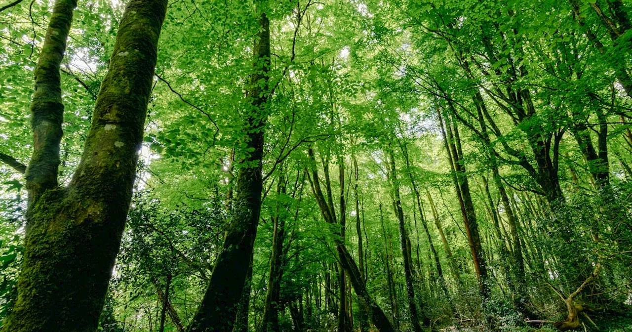 Farmer (74) given opportunity to remediate preserved land after felling some 250 trees illegally