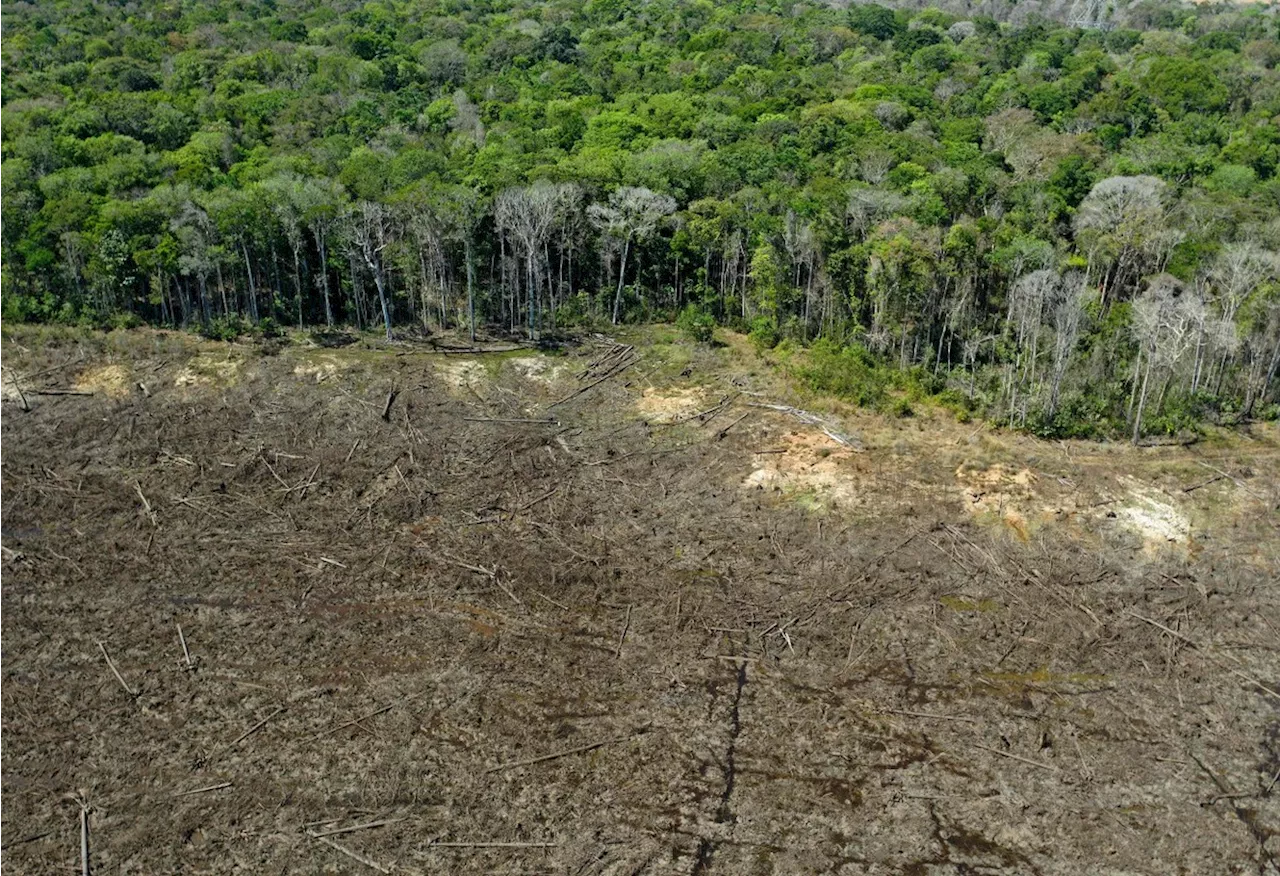 Assembleia legislativa do Mato Grosso erra ao incentivar desmatamento