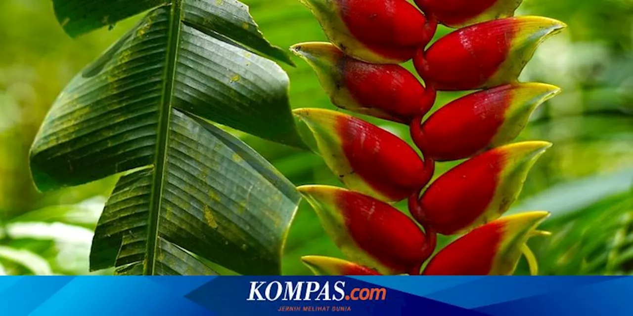 Tips Menanam Heliconia Sebagai Tanaman Hias