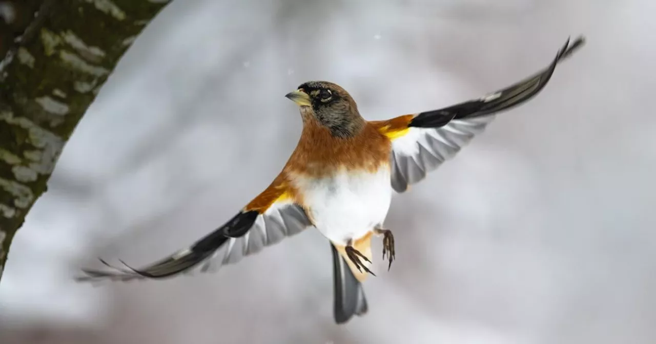 Diese Vöglein sind noch da: Das sind die Gewinner der Vogelzählung