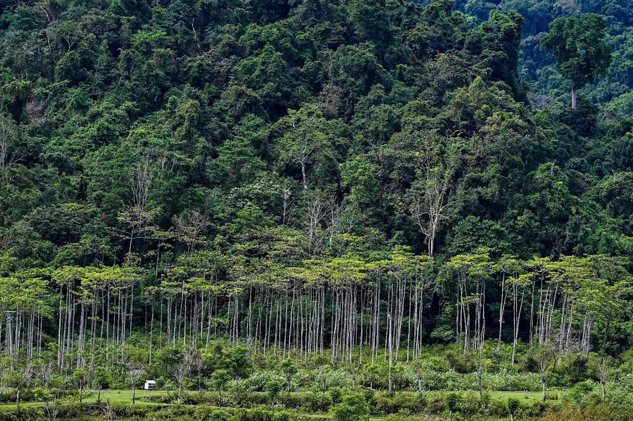 Indonésie : un projet de conversion de forêts en réserves alimentaires et énergétiques suscite la controverse