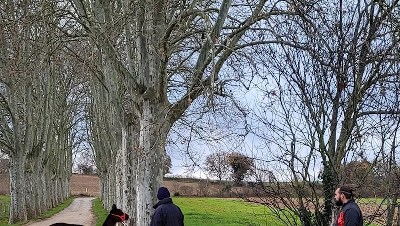 Tragédie à Viviers-les-Montagnes : Deux alpagas tués dans une attaque sauvage