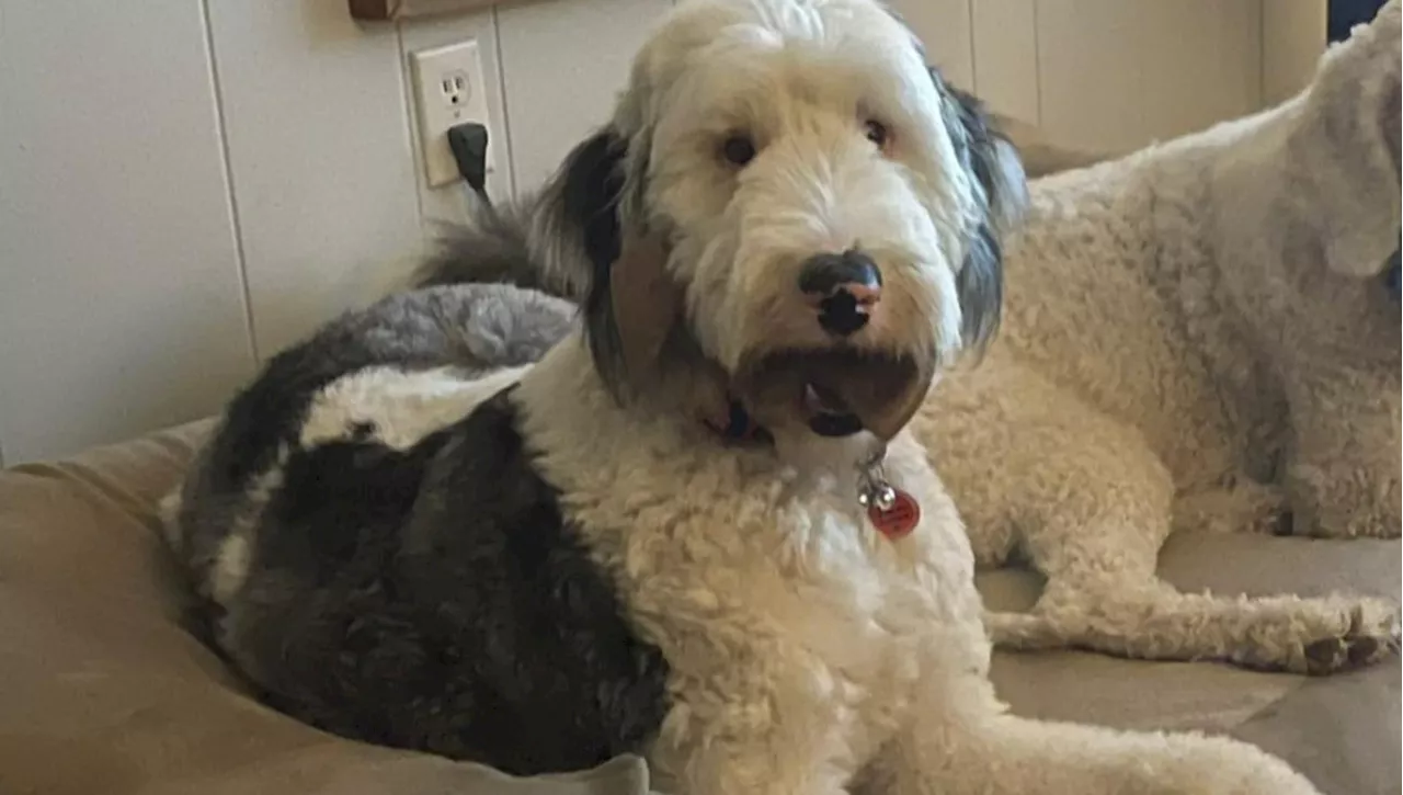 Rags ritrovato: dopo un anno di scomparsa, l'Old English Sheepdog sordo torna a casa