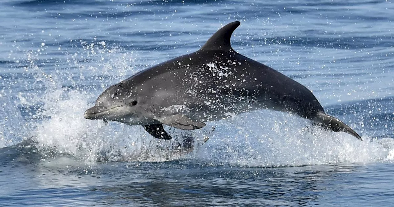 Pour préserver les dauphins, le golfe de Gascogne de nouveau fermé à la pêche, suscitant la grogne des professionnels