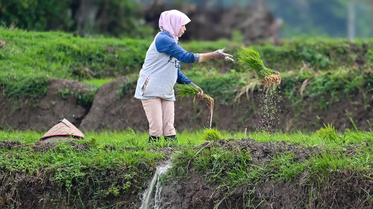 AKAR Dukung Agenda Pemerintah soal Ketahanan Pangan, Ajukan Lima Saran