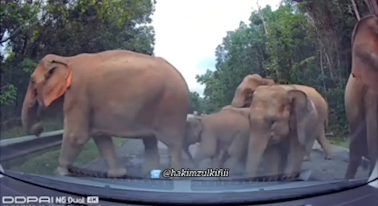 Elephants crossing ahead: Gerik police share safety tips after East-West Highway standoff