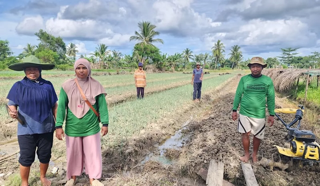 Petani di Merauke Meningkat Produktivitasnya Berkat Program Pemberdayaan Klaster Usaha dari BRI