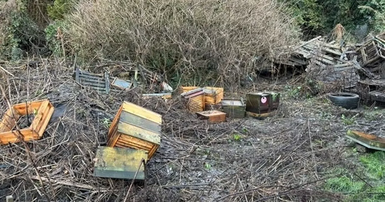 Beekeeper Devastated After Floods Kill 300,000 Bees