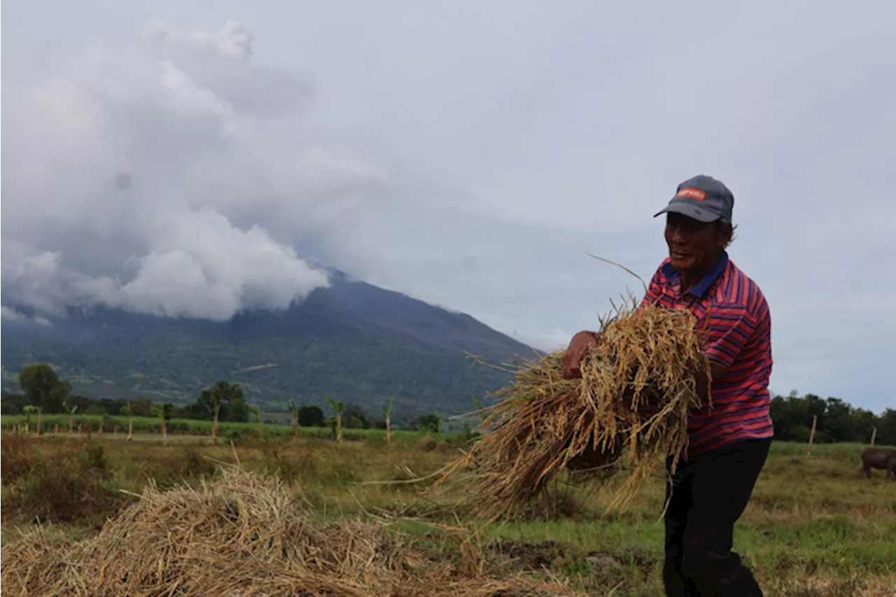 Philippines Eyes Bumper Rice Production in 2025