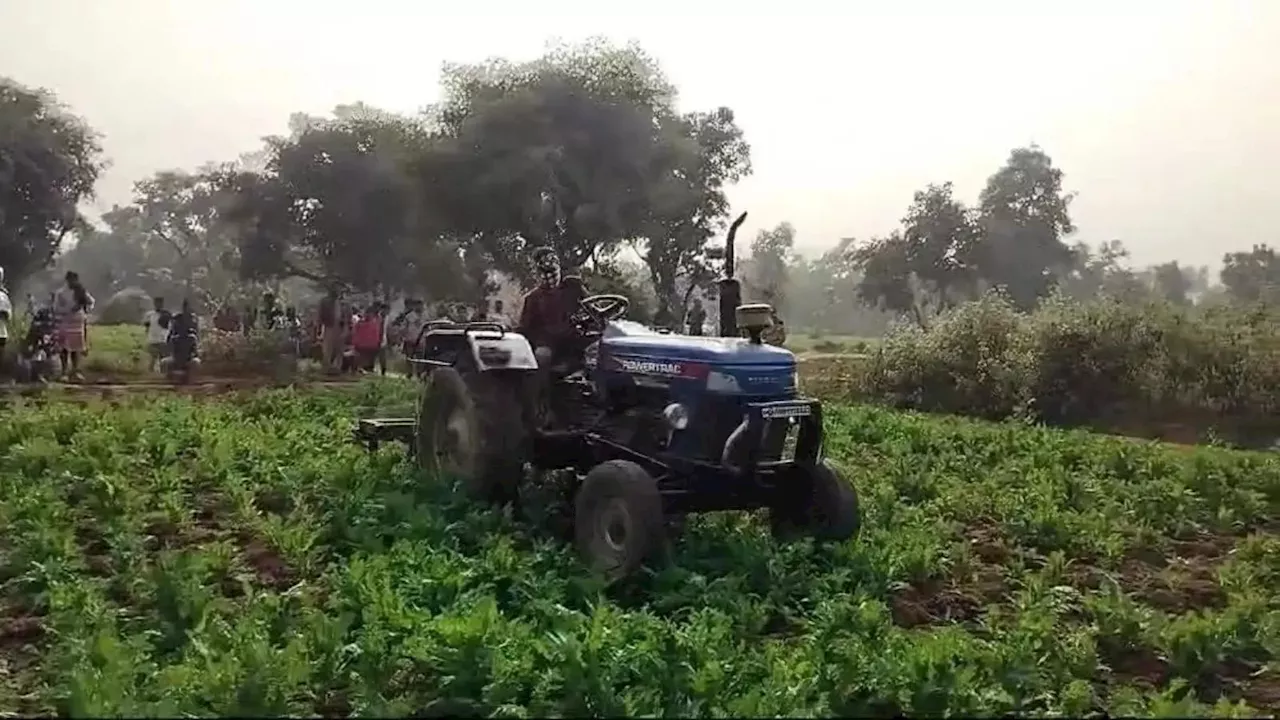 झारखंड में अफीम के खिलाफ एक अनोखी जंग, ग्रामीण कर रहे स्वेच्छा से अफीम की खेती नष्ट; जानिए पूरा मामला