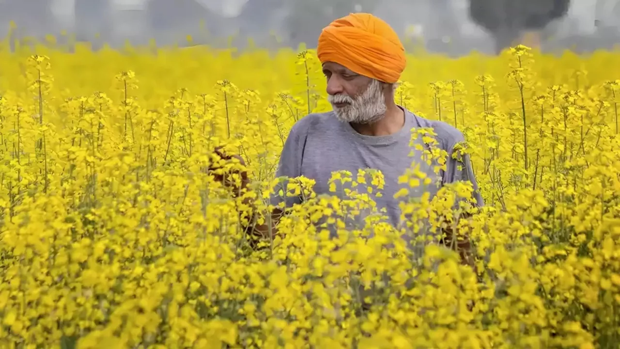 यूपी की खेती का उद्धार करेगी यूपी एग्रीज योजना, सीएम योगी 28 जनवरी को करेंगे लॉन्‍च