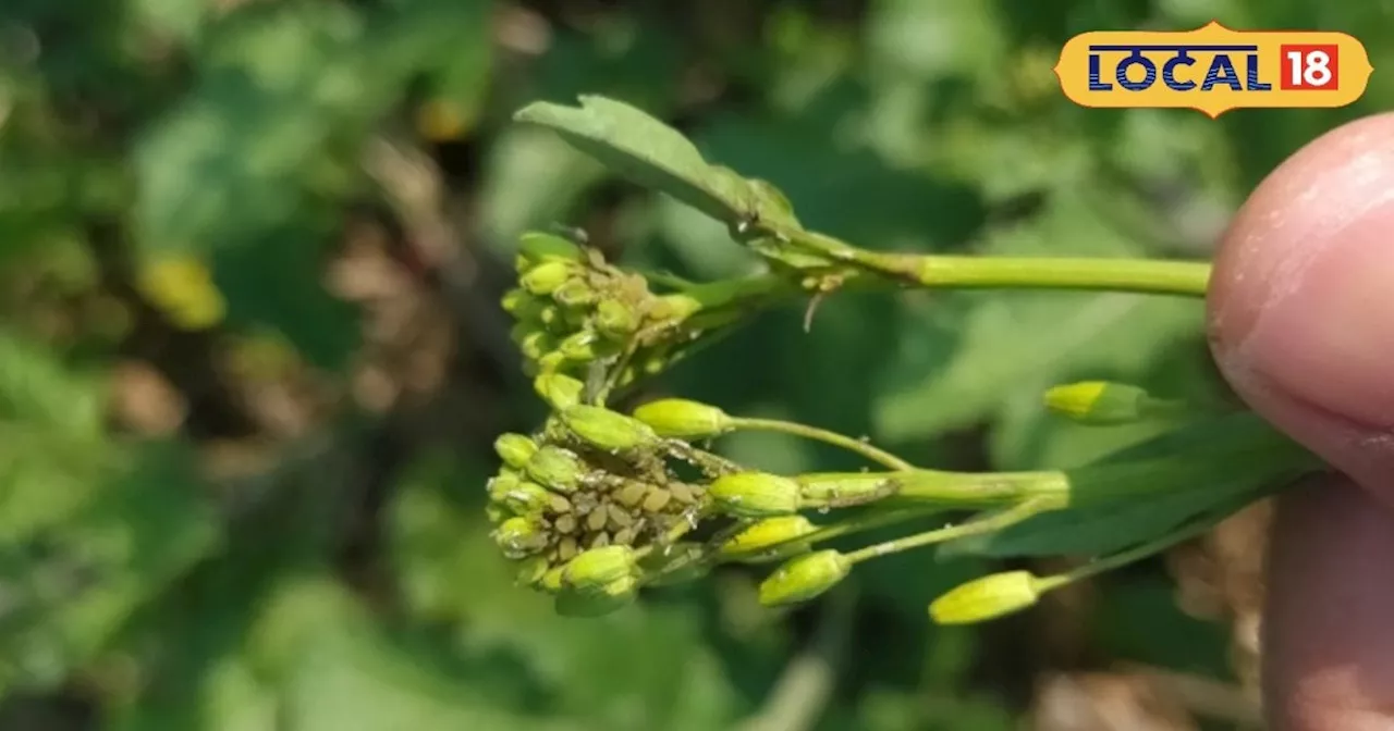 Mustard Farming Tips: किसान सरसों में करें इस दवा का छिड़काव, वरना ये कीट पूरी फसल कर देंगे खराब