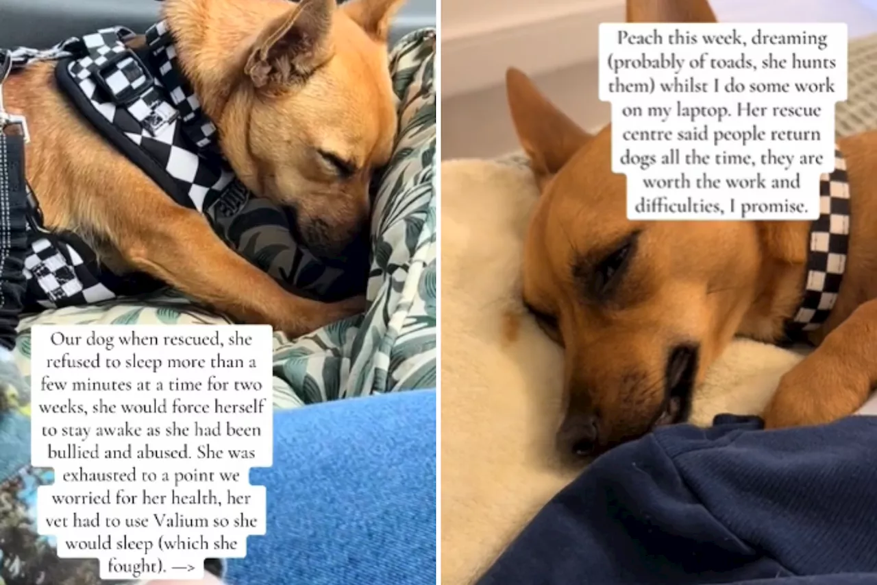 Rescue Dog's Nightmare Sleep Struggle Turns Into Sweet Slumber