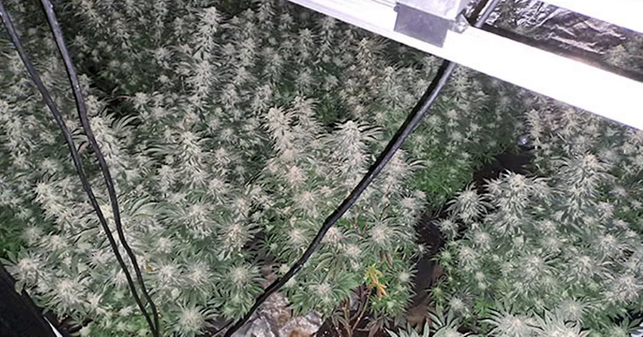 Police Dismantle Cannabis Farm in Nottinghamshire Home, Citing Fire Hazard