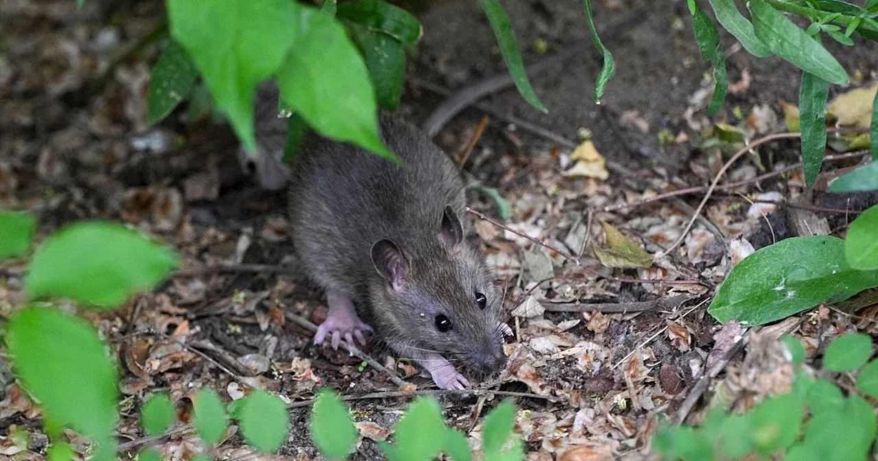 Rattenplage in Deutschland: Streit um Zulassung von Rodentiziden