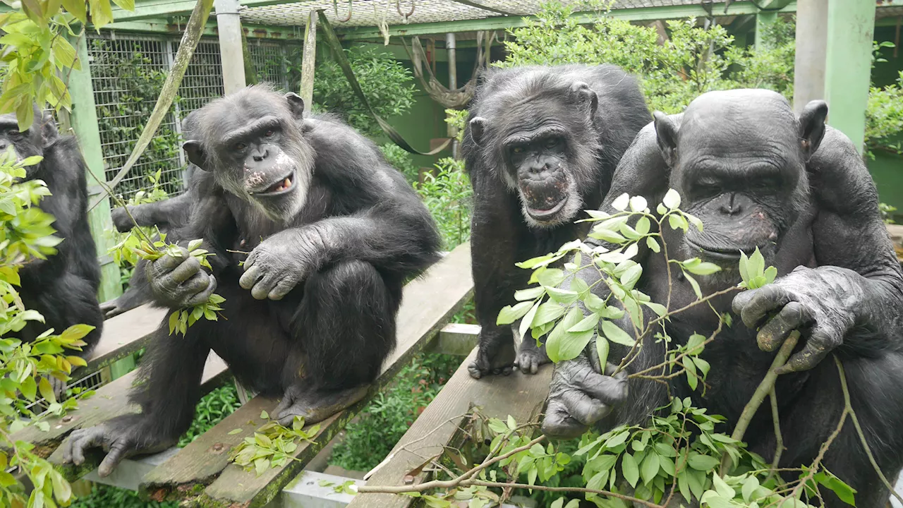 Chimpanzees Pee Contagiously, Study Finds