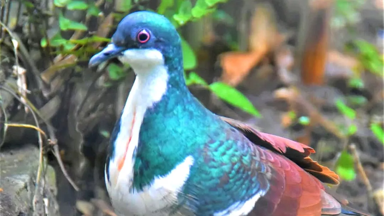 Breeding program saving Negros bleeding-heart pigeons from extinction