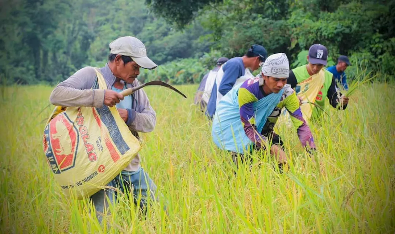 DA eyes record-high palay output in 2025 after a year of droughts, storms