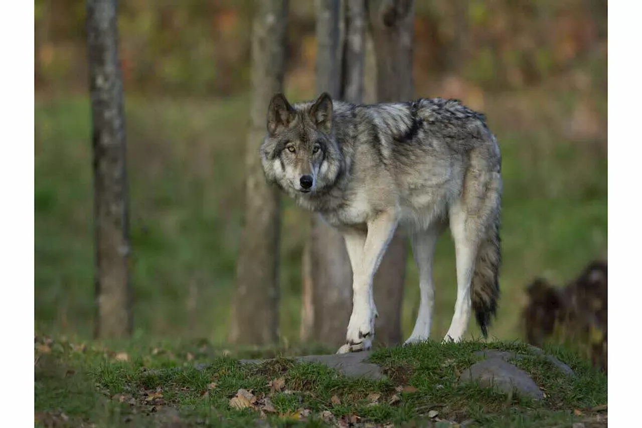 Loup aperçu dans le Maine-et-Loire : Une première depuis 150 ans