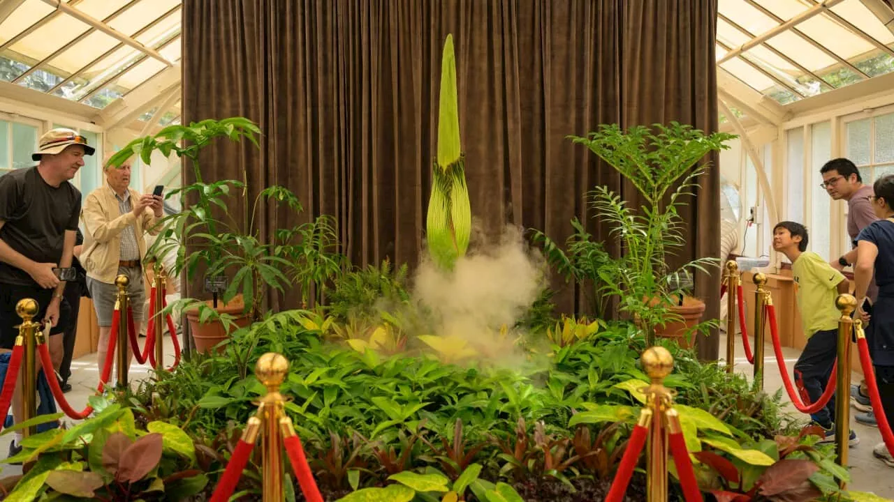 'Putricia' the corpse flower: The stinky sensation everyone's talking about