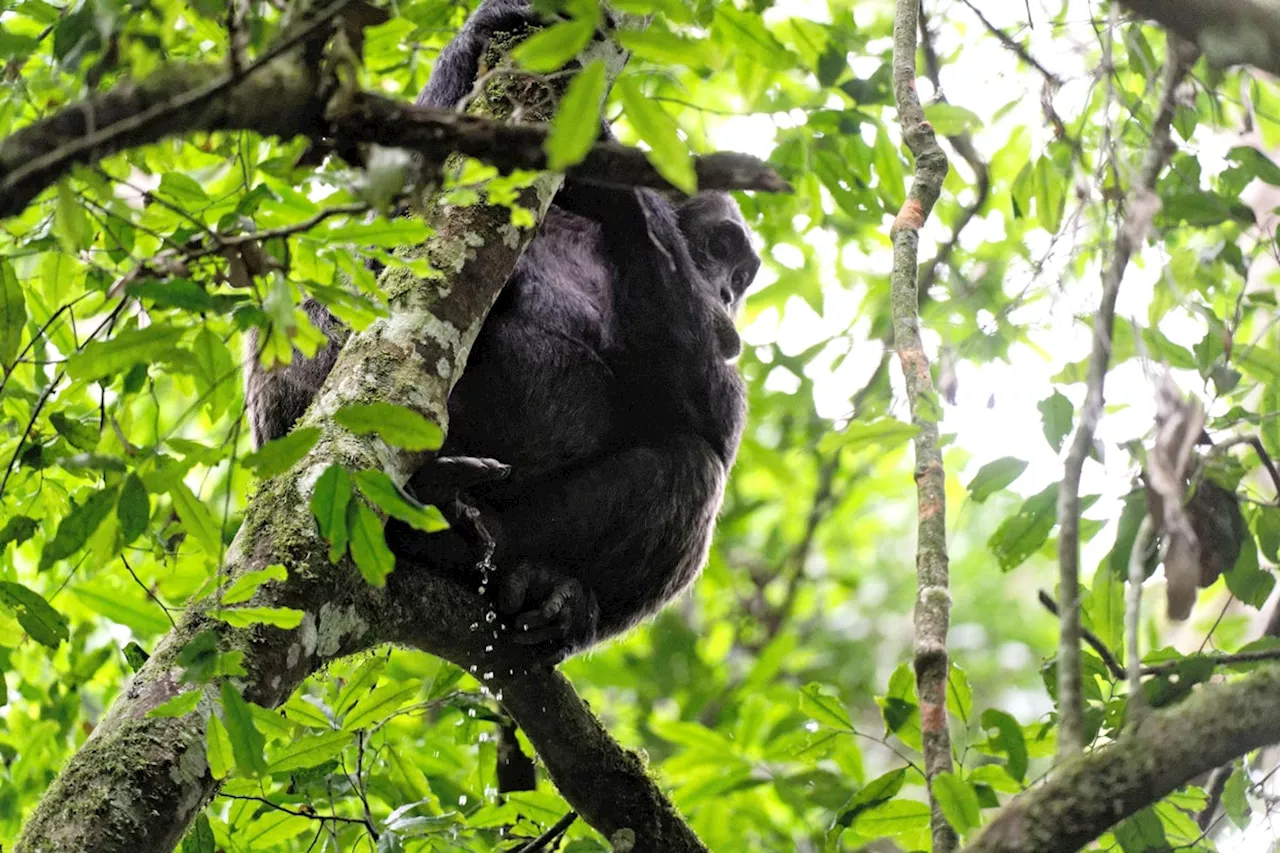 Chimps Pee in Sync: Social Hierarchy Drives Contagious Urination