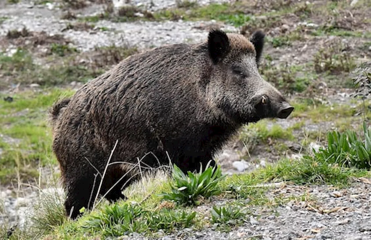 Cinghiale in pista d’atterraggio a Torino, volo Ryanair dirottato su Malpensa