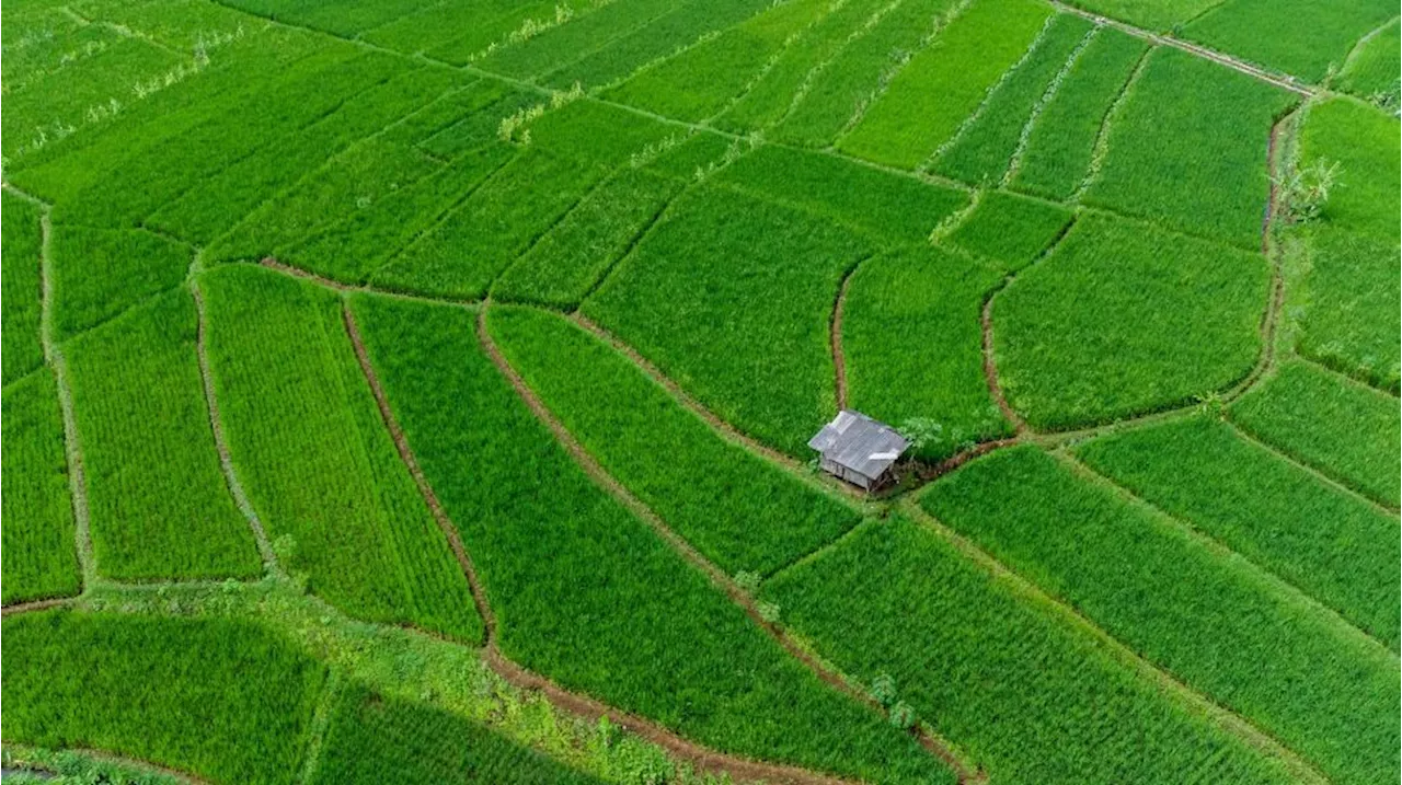 Kebijakan Penyaluran Pupuk Subsidi Langsung dari BUMDes Dinilai Permudah Akses Petani