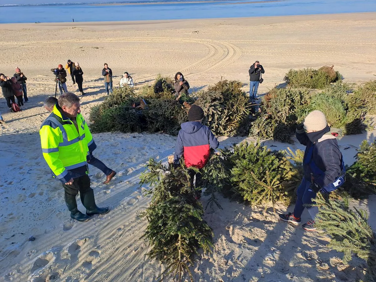 Érosion sur le bassin d’Arcachon : des sapins de Noël pour tenir les dunes sur les plages de La Teste-de-Buch