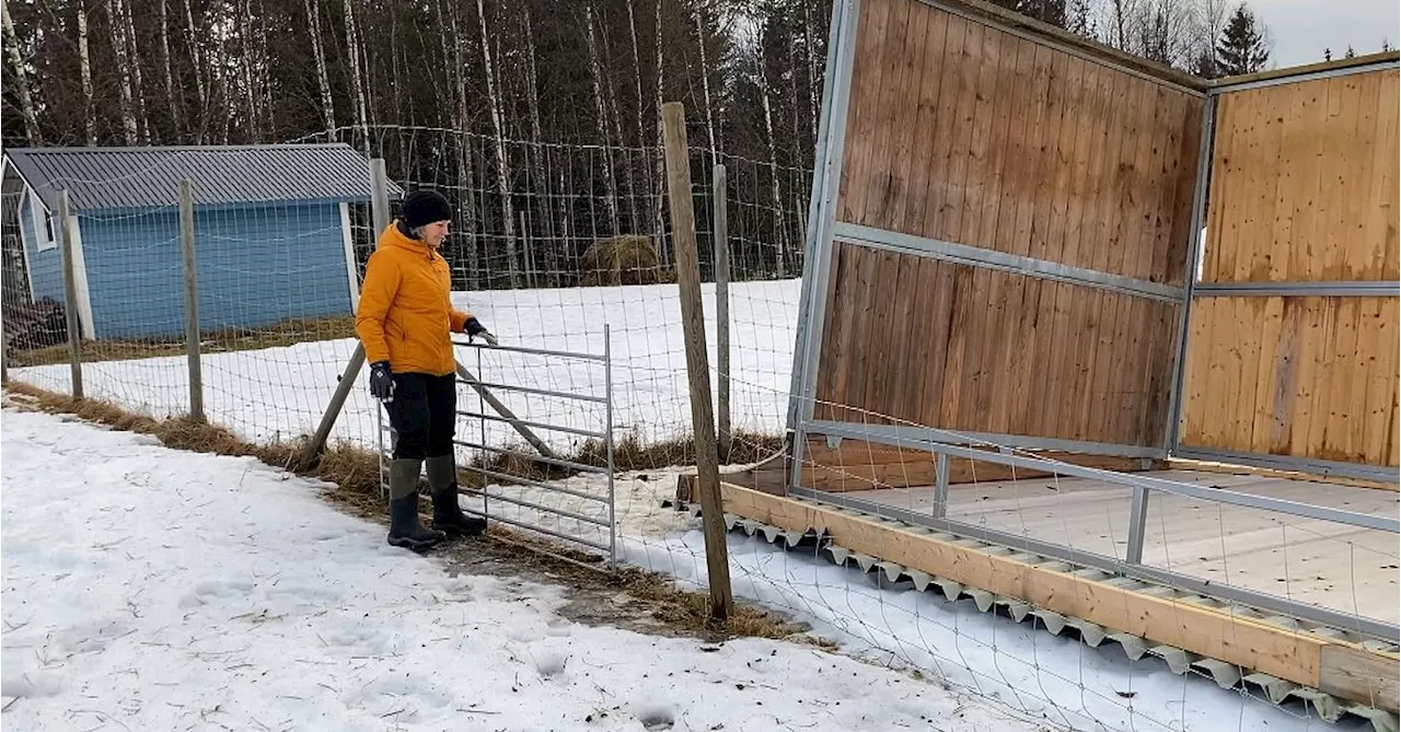 Fårhuset i Järpen vändes upp och ner – nu märks konsekvenserna av stormen