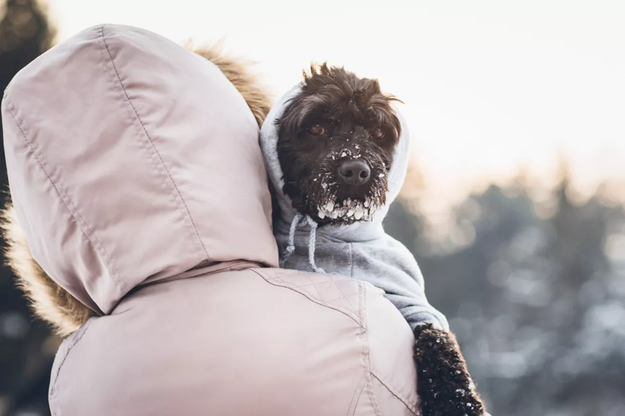 SPCA warns cold weather can be life-threatening for pets