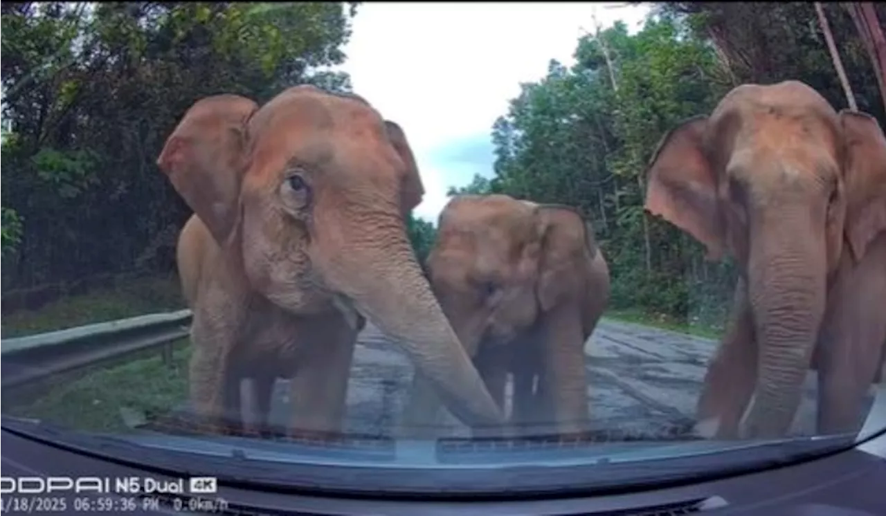 [Video] Pemandu Kongsi Detik Cemas Kereta Digoncang Gajah Raih Pelbagai Reaksi Orang Ramai