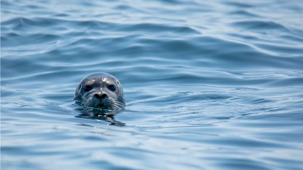 NSRI Warns of Seal Safety Risks After Incident in Simons Town