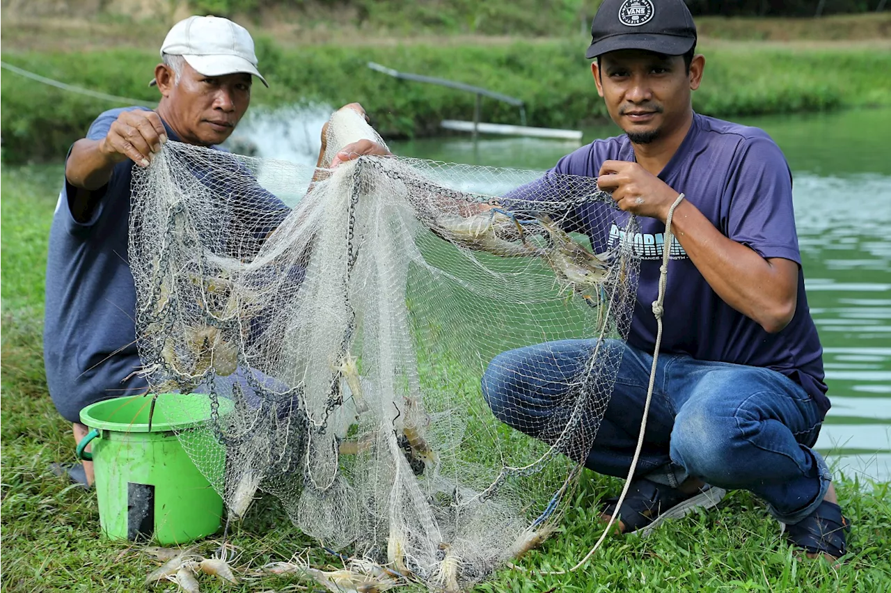 Permintaan berganda udang galah menjelang Tahun Baharu Cina