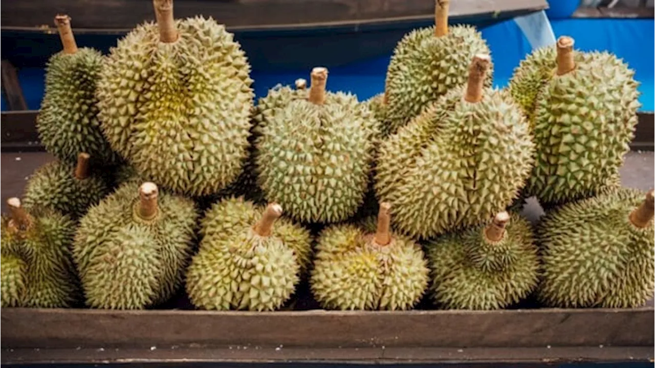 Di Balik Aroma yang Kuat Buah Durian Punya Nutrisi dan Manfaat Kesehatan, Benarkah?