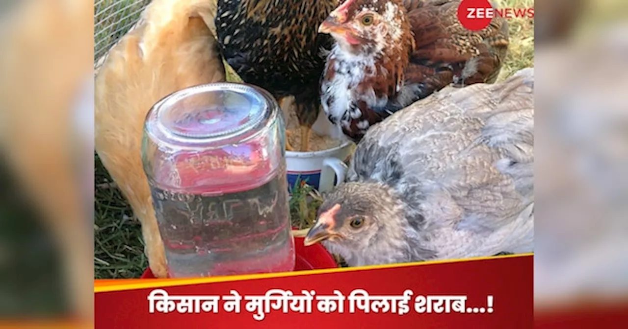 Chickens Given Alcohol : मुर्गियां पड़ीं बीमार तो किसान ने पिलाई देशी शराब; जानें फिर क्या हुआ हाल?