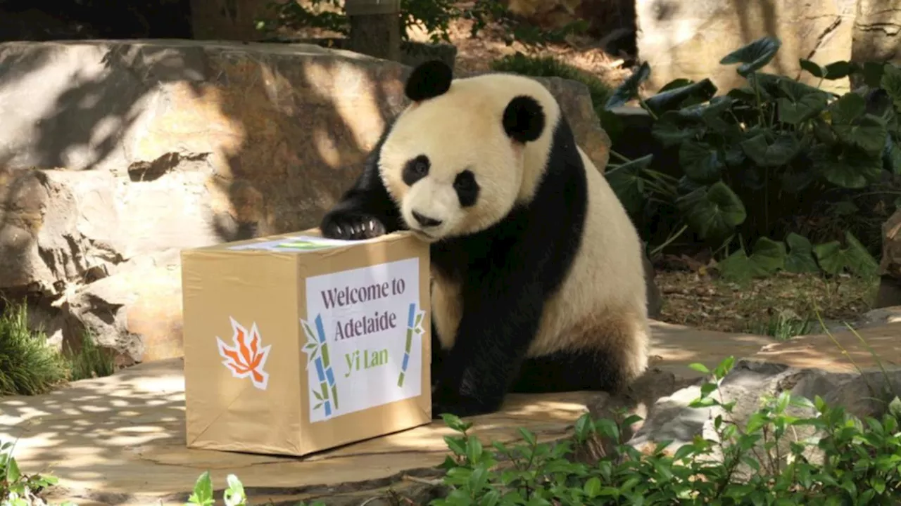 Giant Pandas Yi Lan and Xing Qiu Debut at Adelaide Zoo