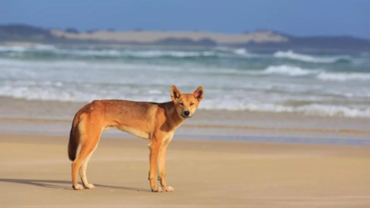 Three-year-old bitten by dingo on a K’gari beach