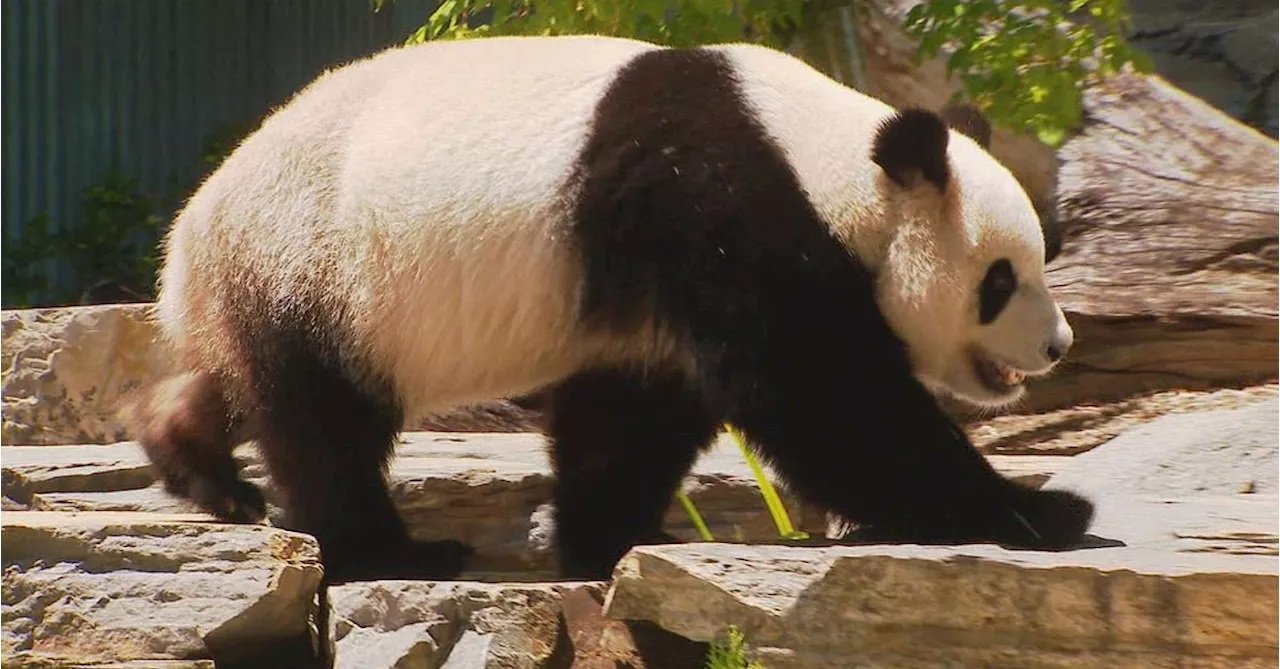 Giant Pandas Make Playful Debut at Adelaide Zoo