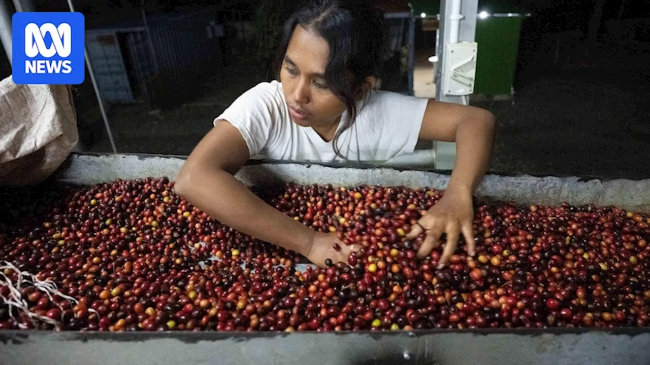 Australia's Coffee Craving Faces Price Hike Amid Global Supply Crunch