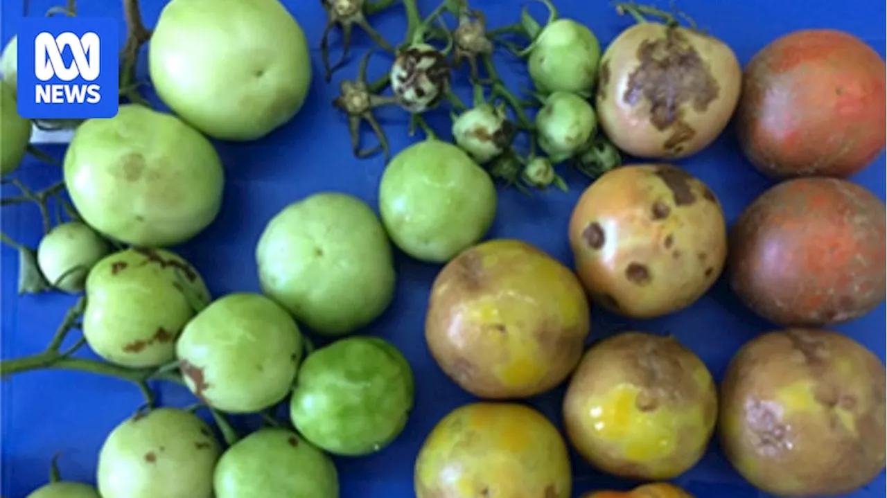 Devastating tomato brown rugose fruit virus detected in Victoria for first time