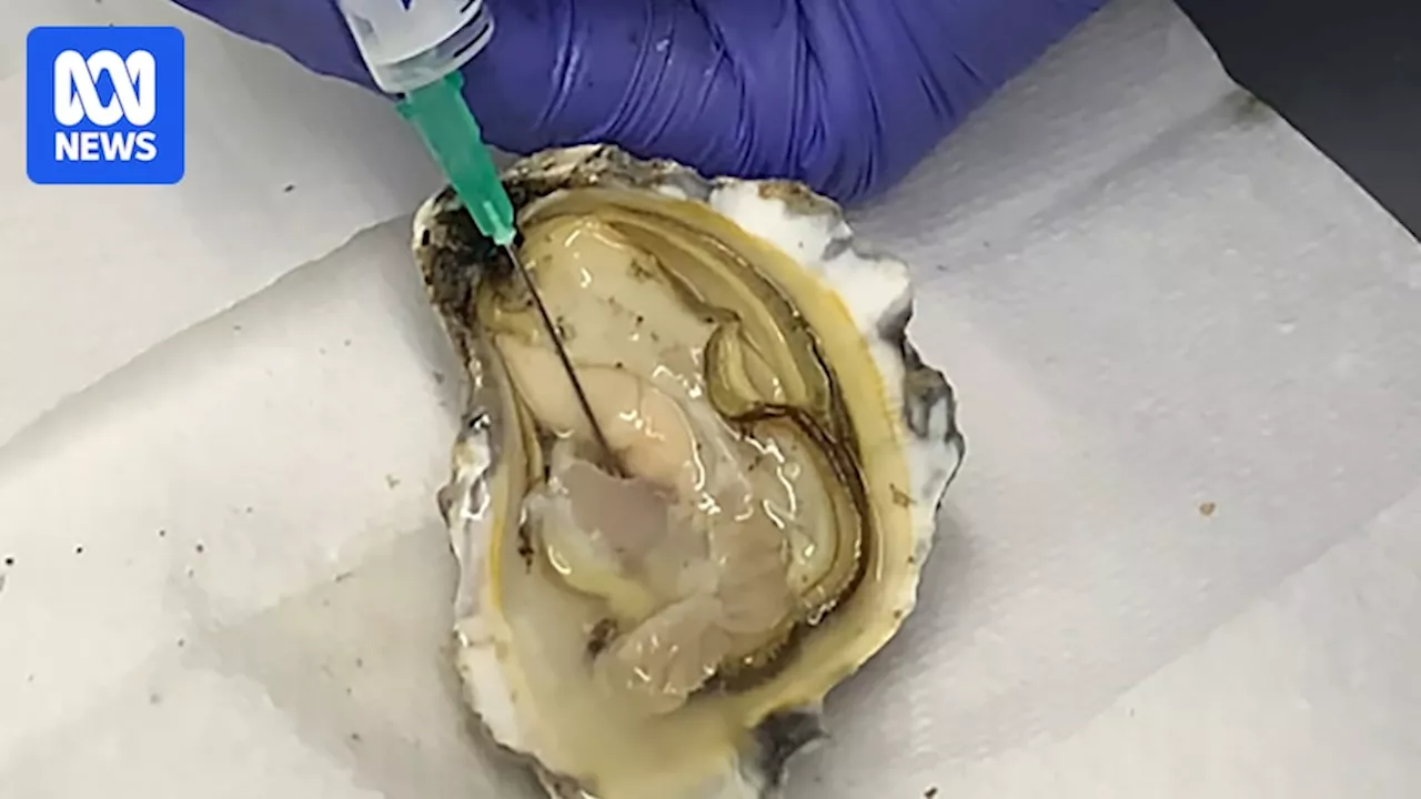 Researchers find oyster blood helps antibiotics kill respiratory bacteria