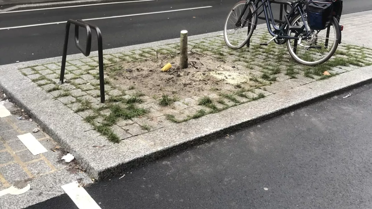 Erreur d'abatttement d'arbres à Paris : l'incident est « incompréhensible »