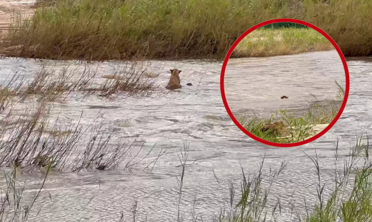 Lioness Risks Her Life to Save Cub from Raging River