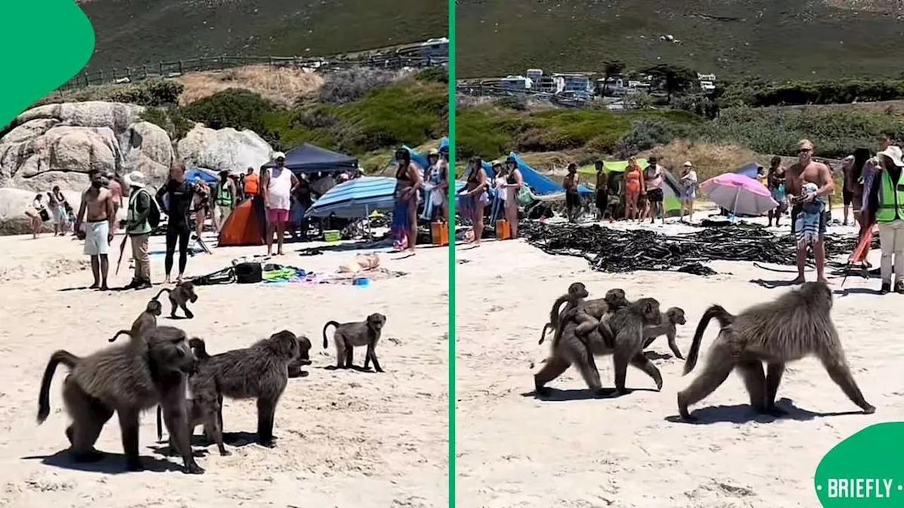 'Welcome to South Africa': Baboons Roam Cape Town Beach, Mzansi Peeps Pokes Fun