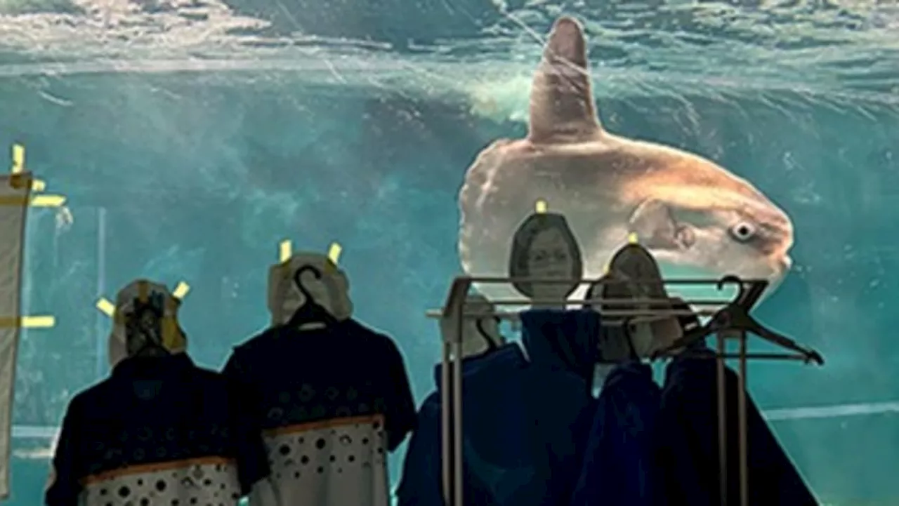 Lonely sunfish in Japan aquarium cheered up by human photos, staff uniforms