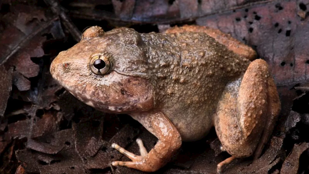 Rare species discovered deep within Cambodian mountains