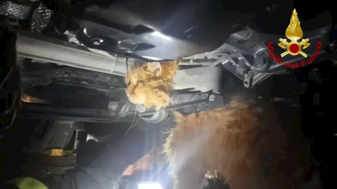 Gatto intrappolato nel vano motore dell'auto: Vigili del Fuoco intervengono ad Azzano Decimo